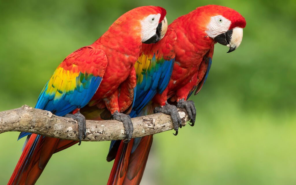 dos guacamayo en una mata