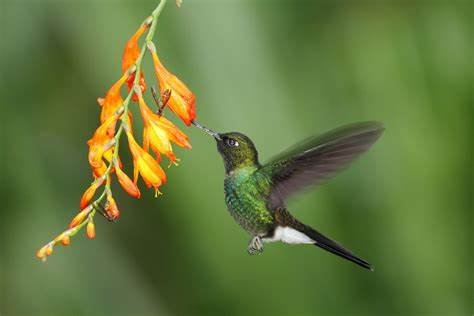 pica flor tambienconocido