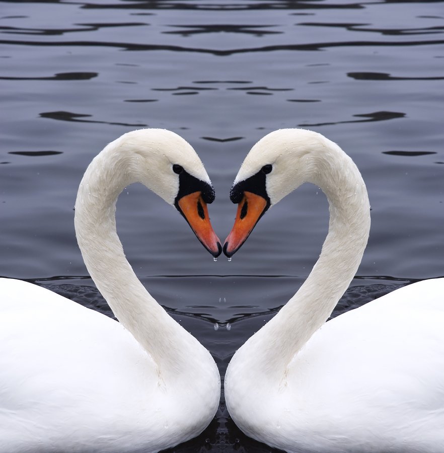 cisne ave del amor