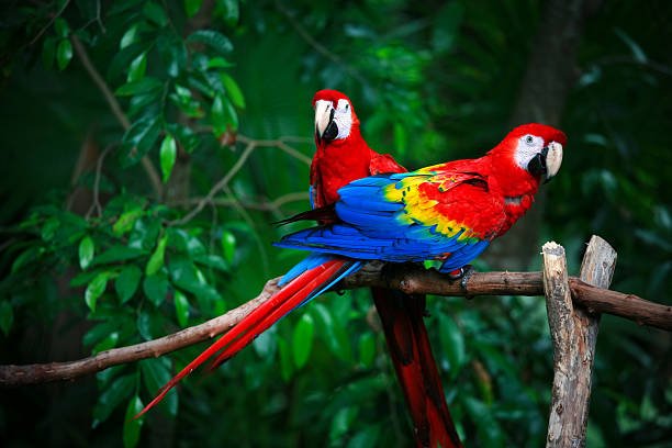 scarlet macaw