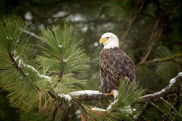 bald eagle is perched