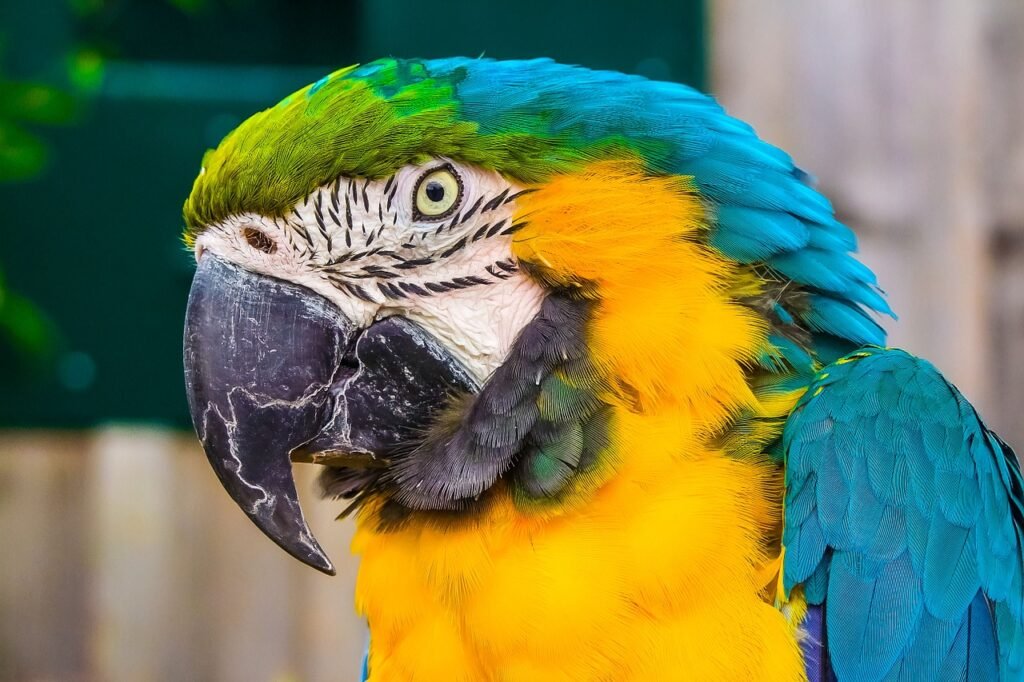 cotorra parrot